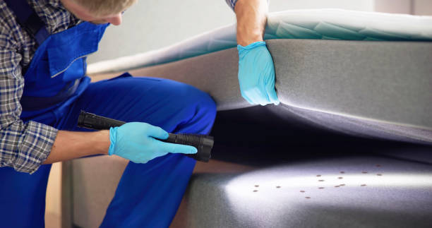 Best Ant Control Services  in Bloomington, TX